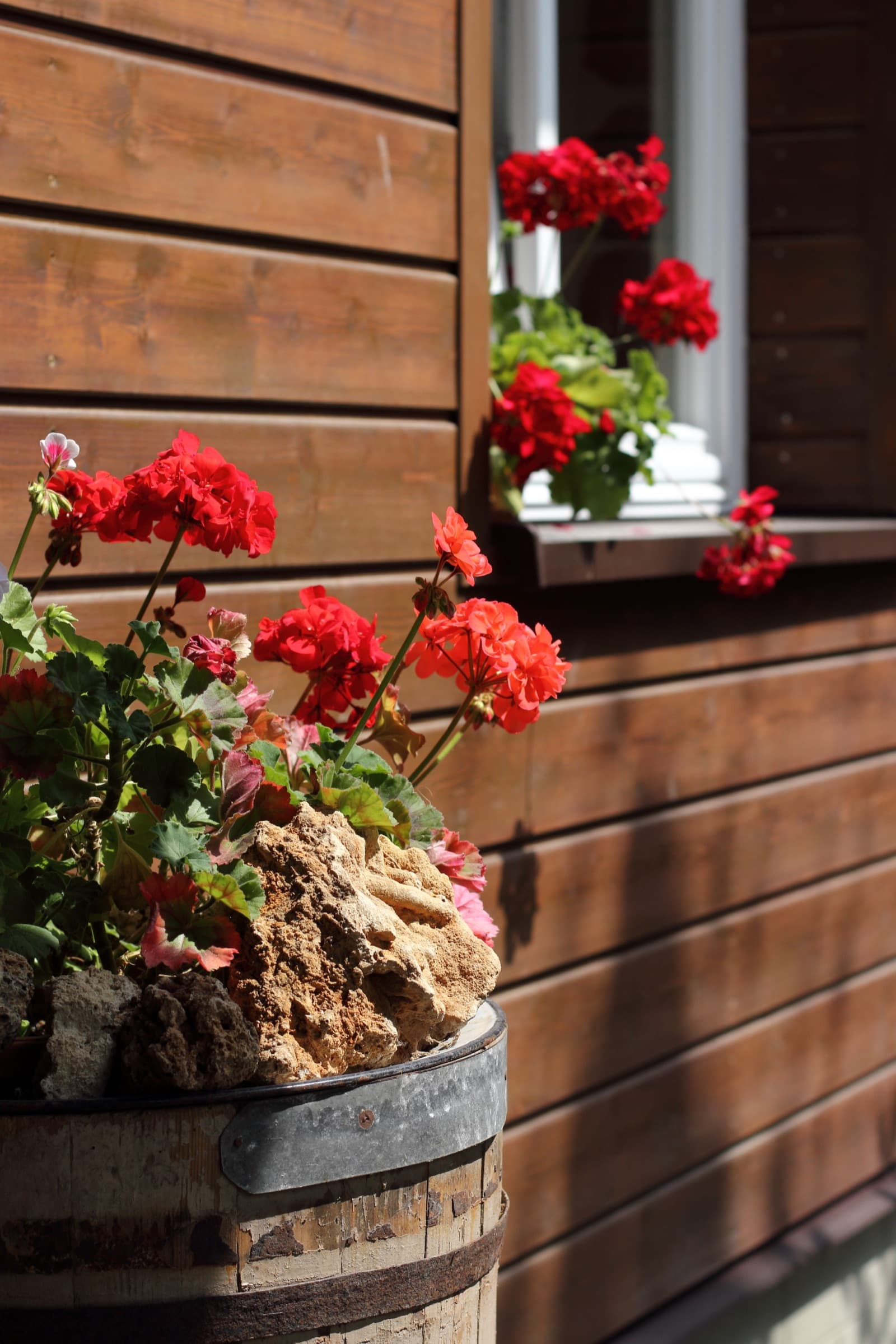 Czerwone pelargonie na tle drewnianej ściany